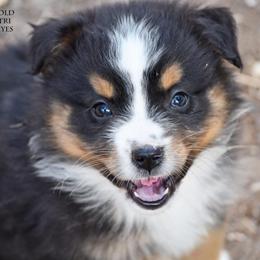 Huxley - Black tri male Miniature Australian Shepherd puppy in Patterson, North Carolina from DreamLine Aussies