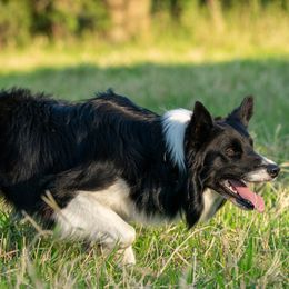 Jock - Border Collie