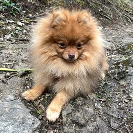 Speedy-Regal - Pomeranian