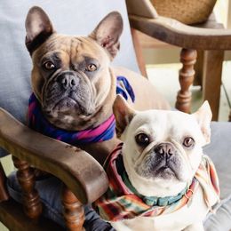 French Bulldogs from Samantha Miceli's Frenchies