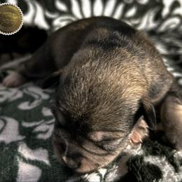 Opal - Salt and pepper female Miniature Schnauzer puppy in Frankford, Delaware from Miniature Schnauzers of Delmarva