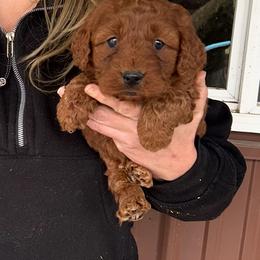 Blue boy - Red  male Goldendoodle puppy in Mint Hill, North Carolina from DoodleForever