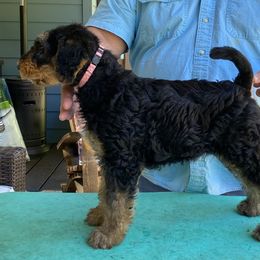 Girl 1 ‘Maggie’ - Black and tan Airedale Terrier puppy in Lakewood, Washington from Hazel Blue Airedales