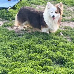 Miley - Pembroke Welsh Corgi