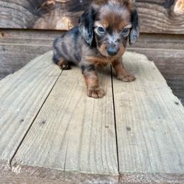 Dapple boy - Dapple male Dachshund puppy in Statesville, North Carolina from Kmh Southern Dachshunds