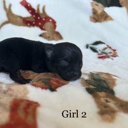 Precious - Black and white female Chihuahua puppy in Beckemeyer, Illinois from Guardian’s of the Chihuahuas