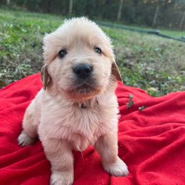 Elvis Presley - Golden male Golden Retriever puppy in Meriden, Kansas from Sunkissed Retrievers