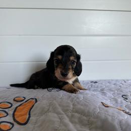 Moxie-    (Piano) - Black and cream female Dachshund puppy in Wolf Lake, Indiana from Canisteo Dachshunds