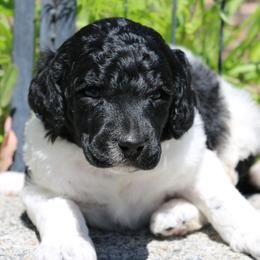 Hopper - Parti male Poodle puppy in Ephrata, Washington from NCR Ranch