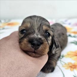 Black and tan dapple female - Dapple female Dachshund puppy in Belle Rive, Illinois from Akin's Miniature Dachshunds, LLC