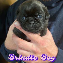 Boy 3 - Pug puppy in Rushmore, Minnesota from Love of Pugs