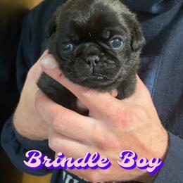 Boy 3 - Pug puppy in Rushmore, Minnesota from Love of Pugs