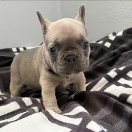 Girl 1 - Blue fawn female French Bulldog puppy in Bolingbrook, Illinois from Yara the Frenchie