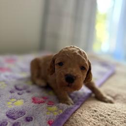 Baby red - Cream male Poodle puppy in Meyersdale, Pennsylvania from Annie’s Toy Poodles
