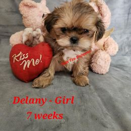 Delany - Red and white Shih Tzu puppy in Mount Morris, Michigan from Gone 2 the Dawgs