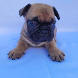 Knox (Boy 3) - Liver male French Bulldog puppy in Neosho, Missouri from Norris Frenchies