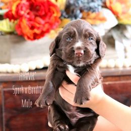 English Cocker Spaniel Puppies from HighBrassGunDogs