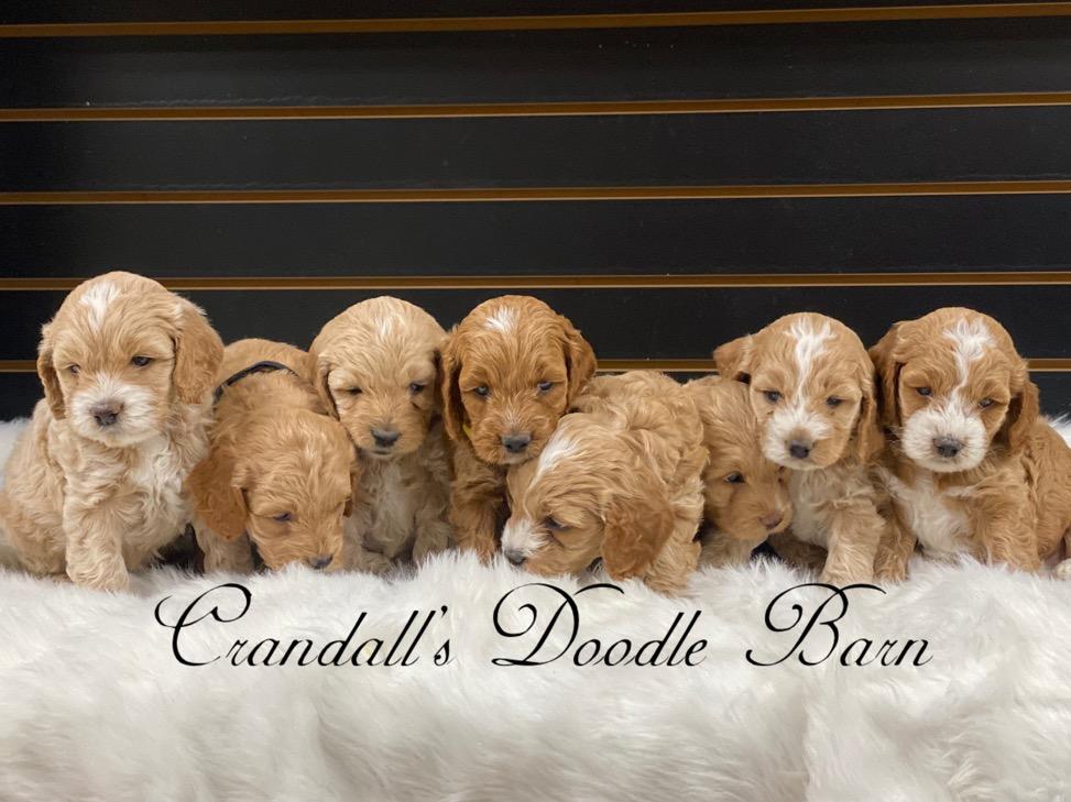 Crandall’s Doodle Barn in Utah | Cockapoo puppies | Good Dog
