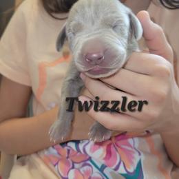 Twizzler - Silver gray male Weimaraner puppy in Kingwood, Texas from Desert Rose Weimaraners