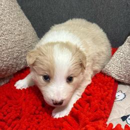 Cheesecake - White and gold female Border Collie puppy in Mckinney, Texas from Border Collies of Ruidoso