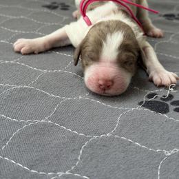 Hot pink - Merle female Labradoodle puppy in Manor, Texas from The Lovadoodles of Texas