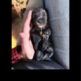 Gnocchi - Merle female Cavapoo puppy in Battle Lake, Minnesota from Panda Puppies