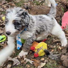 Bernedoodle and Goldendoodle Puppies from Granton Creek