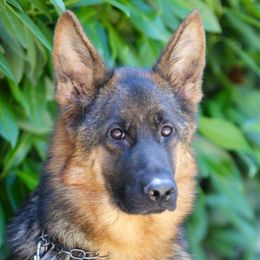 Irda - German Shepherd