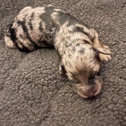 Boy 2 - Blue merle Aussiedoodle puppy in Southfield, Michigan from I Love Lucy's Doodles