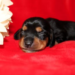 Conner - Black and tan Dachshund puppy in Windsor, Colorado from Murry’s minis