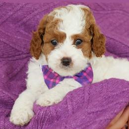 Callie - White female Cavapoo puppy in Lititz, Pennsylvania from Hounds and Doodles