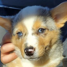 American Corgis and Pembroke Welsh Corgis from L2H Colorful Corgi's