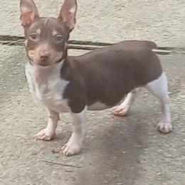 Teddy Roosevelt Terrier puppies from Rich Cat’s