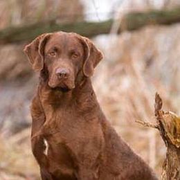 Chesapeake Bay Retrievers from Elizabeth Robinson's Chesapeake Bay Retrievers