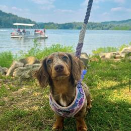 Dachshund and Miniature Schnauzer Puppies from The Bossy Doxie Farm