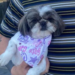 Callie - Shih Tzu