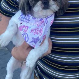 Callie - Shih Tzu