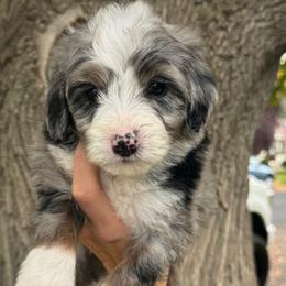 Diamond - Blue merle female Bernedoodle puppy in Horseshoe Bend, Idaho from Over the Moon Poodles and Doodles