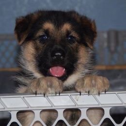 German Shepherd Puppies from Owl Grove German Dogs