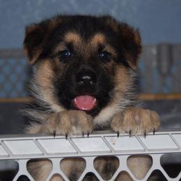 German Shepherd Puppies from Owl Grove German Dogs