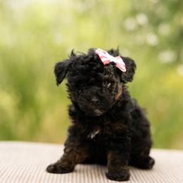 Honey Bear - Phantom female Poodle puppy in St. George, Utah from Ibby Dibby doodles