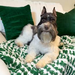 Tucker - Miniature Schnauzer