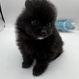 Nova - Black female Pomeranian puppy in Brandon, Vermont from Poms All Day