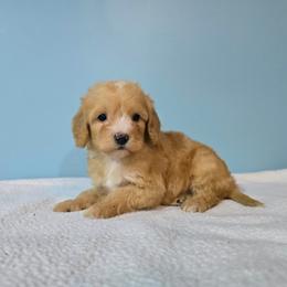 Duncan - f2b (1 lb 11 oz) - Red male Cavapoo puppy in Floyd, Virginia from Hearts and Paws Poodles and Doodles