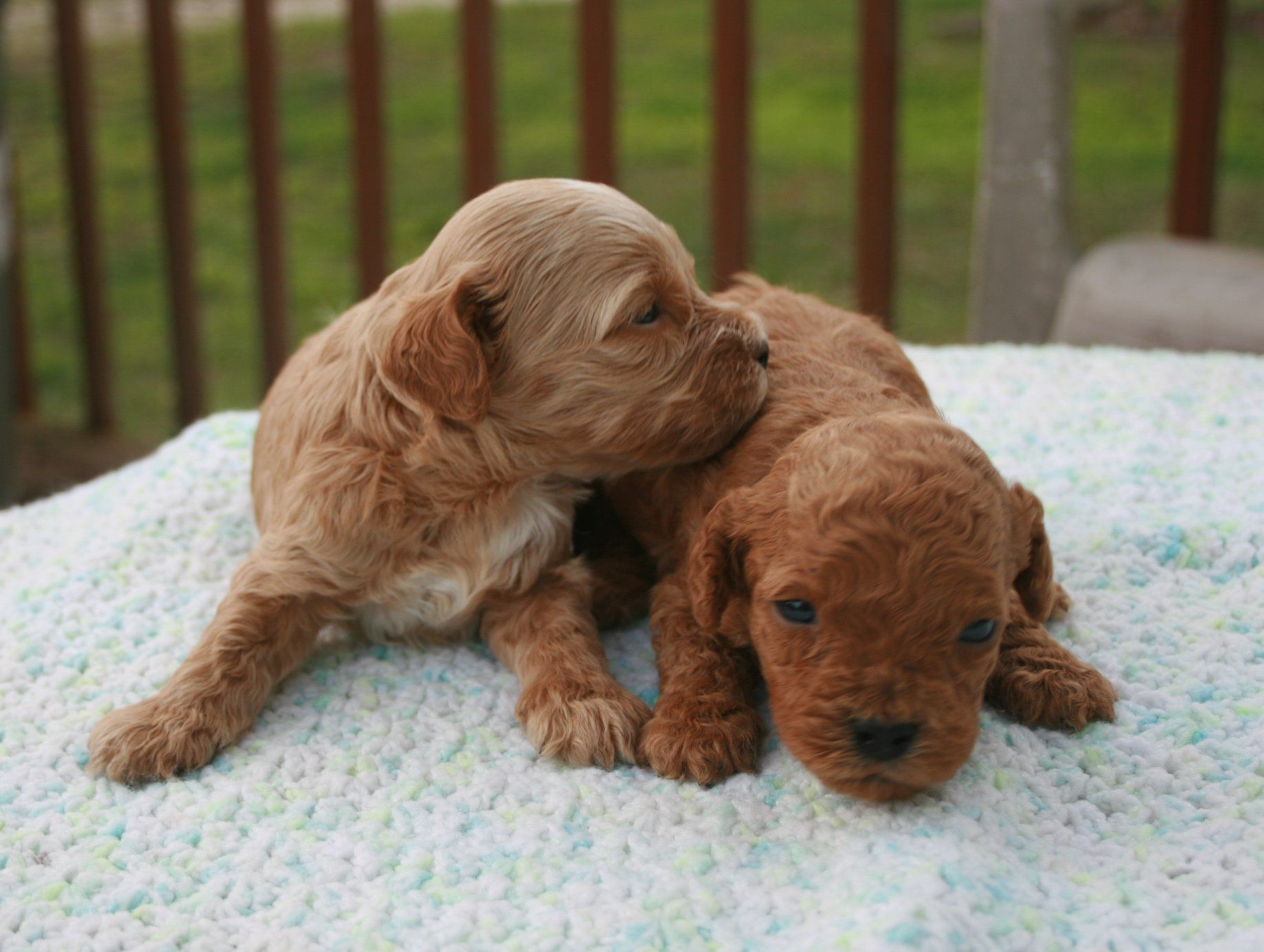 Vinton valley 2024 australian labradoodles