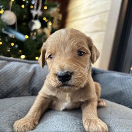 Boy 1 - Apricot male Goldendoodle puppy in Mattawan, Michigan from Doodifuldoods