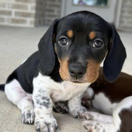 Dachshunds from Lazy J Dachshunds