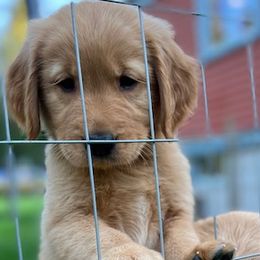 Golden Retrievers from Tafts Goldens