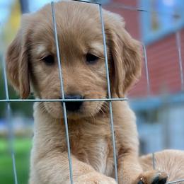 Golden Retrievers from Tafts Goldens