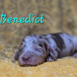 Benedict - Dapple male Dachshund puppy in Windom, Minnesota from Aster Creek Dachshunds & Australian Shepherds